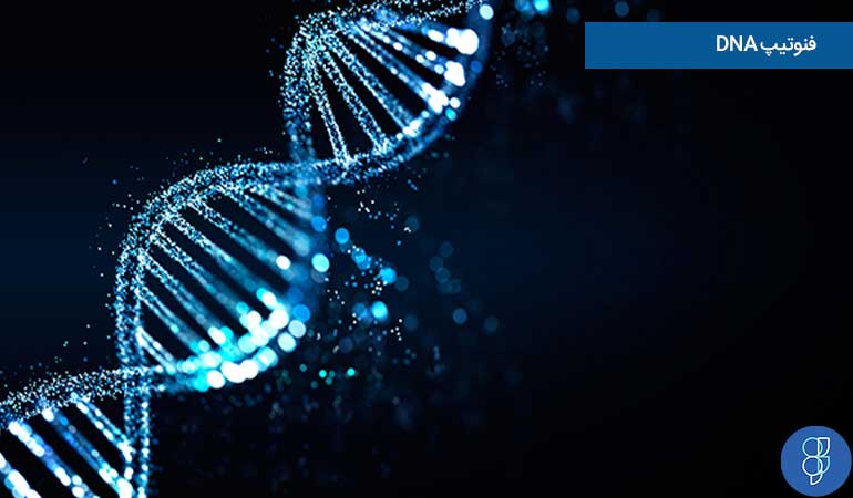 فنوتیپ DNA